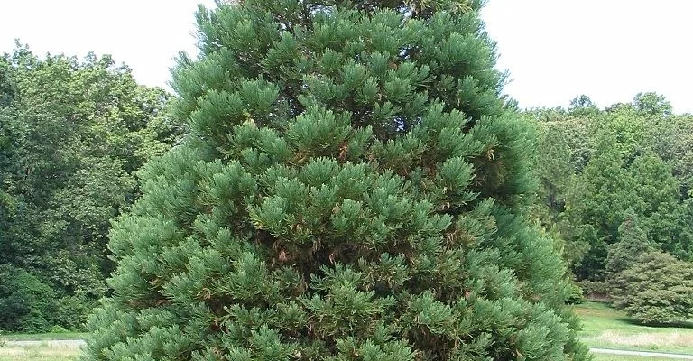 SEQUOIADENDRON giganteum - Séquoia géant