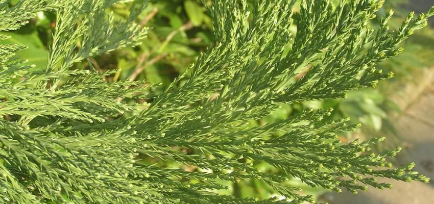 SEQUOIADENDRON giganteum - Séquoia géant