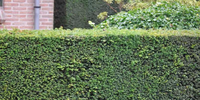 TAXUS baccata - If commun, If d'Angleterre