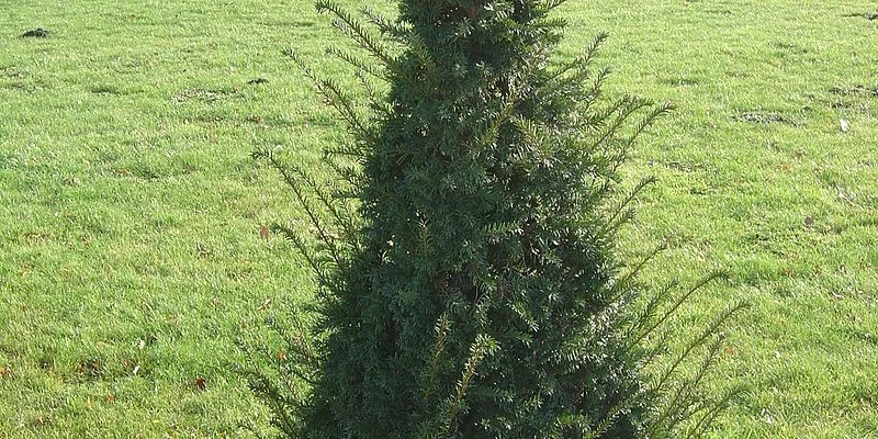 TAXUS baccata - If commun, plante de haie