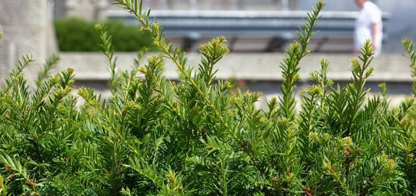 TAXUS baccata - If commun, plante de haie