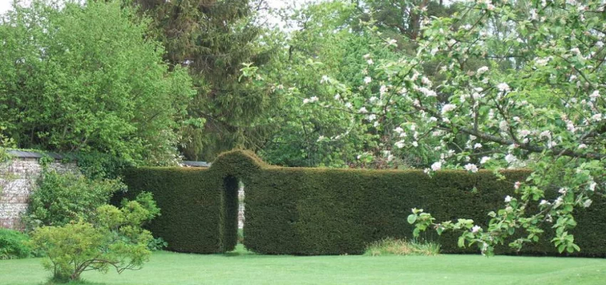 TAXUS baccata - If commun, plante de haie