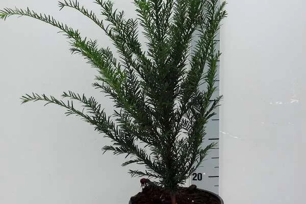 TAXUS baccata - If commun, plante de haie