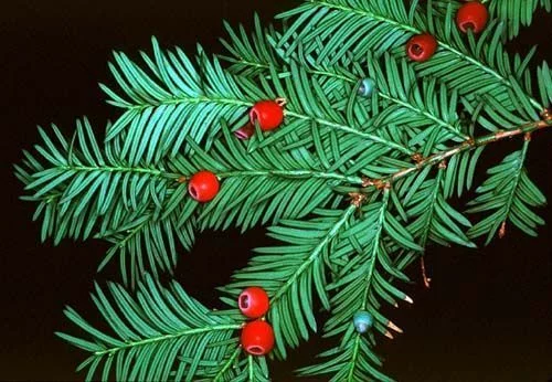 TAXUS baccata - If commun, If d'Angleterre