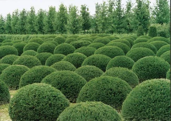 TAXUS baccata - If commun, If d'Angleterre