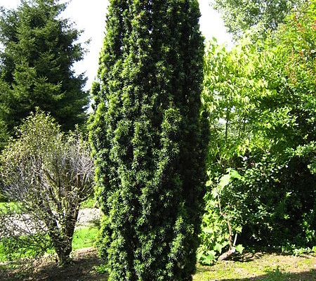 TAXUS baccata 'Fastigiata' - If d'Irlande, If fastigié