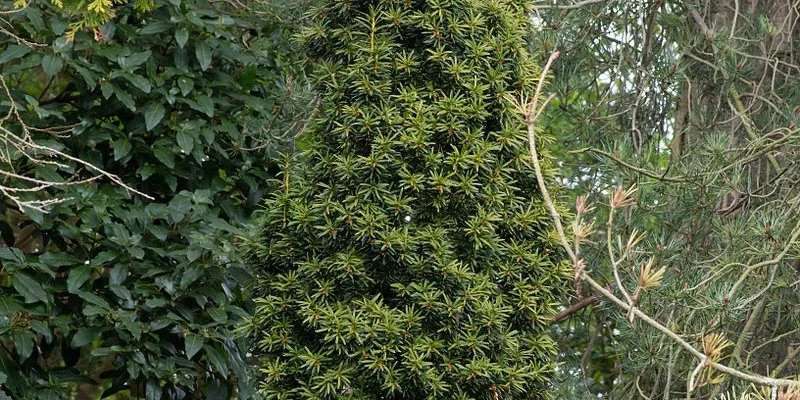 TAXUS baccata 'Fastigiata Aurea' - If d'Irlande, If doré fastigié