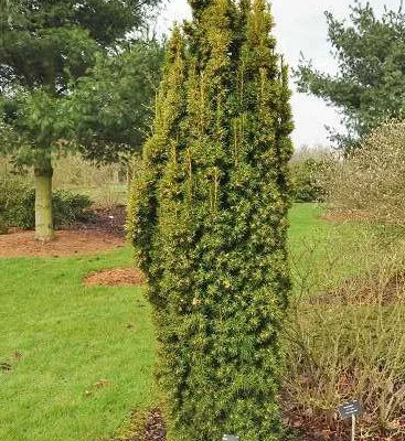 TAXUS baccata 'Fastigiata Aurea' - If d'Irlande, If doré fastigié