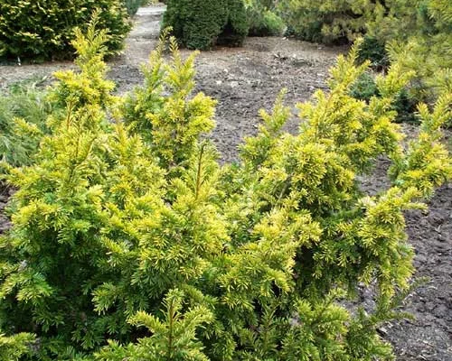 TAXUS baccata 'Semperaurea' - If commun doré