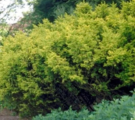 TAXUS baccata 'Semperaurea' - If commun doré