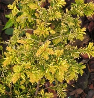 TAXUS baccata 'Semperaurea' - If commun doré