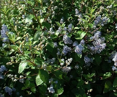 CEANOTHUS delilianus 'Gloire de Versailles' - Céanothe