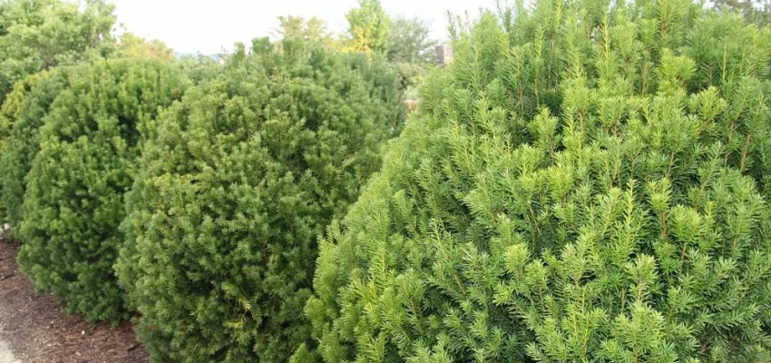 TAXUS media 'Hicksii' - If media 'Hicksii'