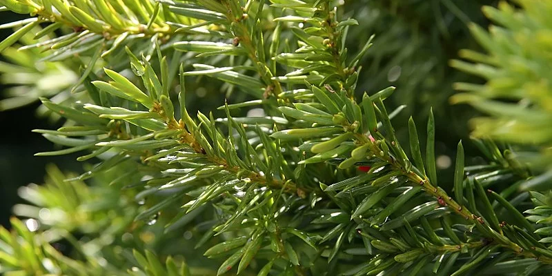 TAXUS media 'Hicksii' - If media 'Hicksii'