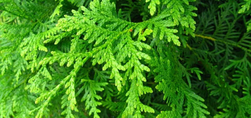 THUJA occidentalis 'Brabant' - Plantes de haie, Thuya du Canada