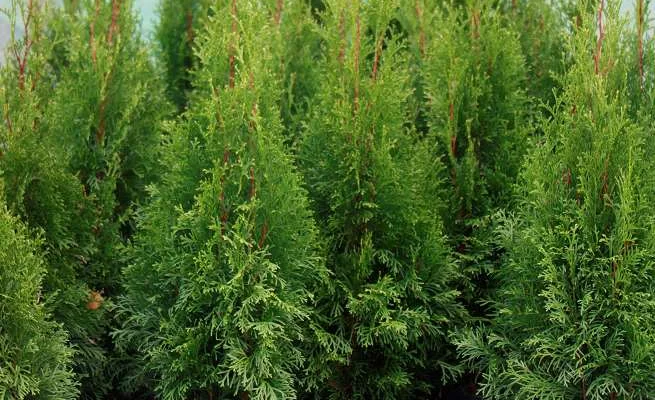 THUJA occidentalis 'Brabant' - Plantes de haie, Thuya du Canada