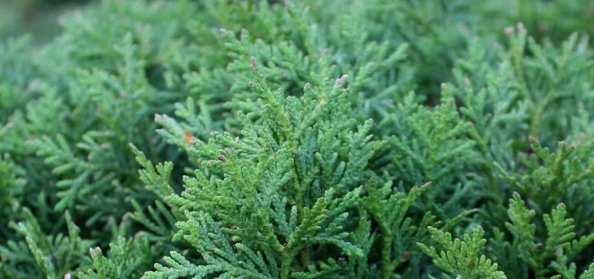 THUJA occidentalis 'Danica' - Thuya occidental 'Danica'