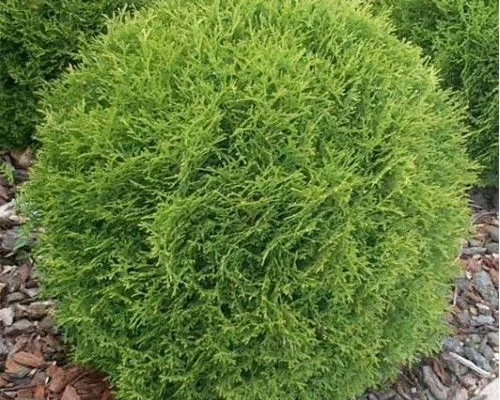 THUJA occidentalis 'Danica' - Thuya occidental 'Danica'