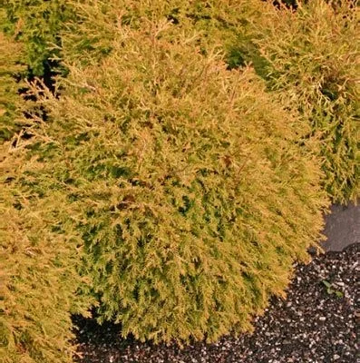 THUJA occidentalis 'Rheingold' - Thuya occidental 'Rheingold'