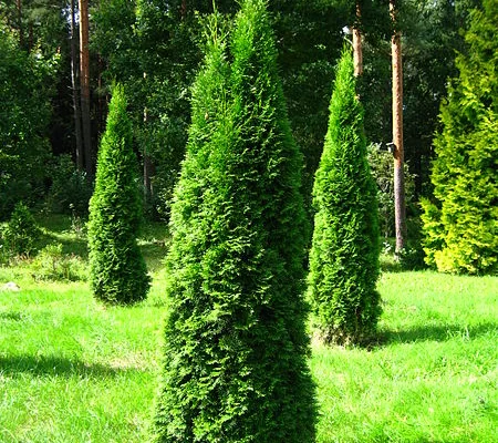 THUJA occidentalis 'Smaragd' - Thuya du Canada , plantes de haie