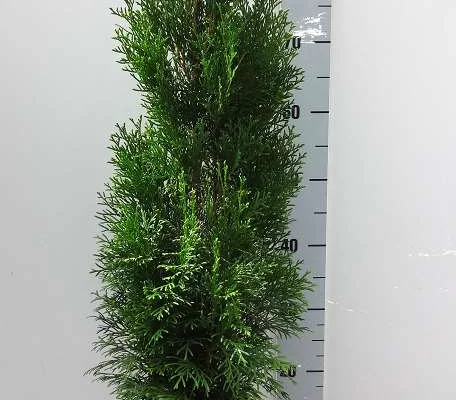 THUJA occidentalis 'Smaragd' - Thuya du Canada , plantes de haie