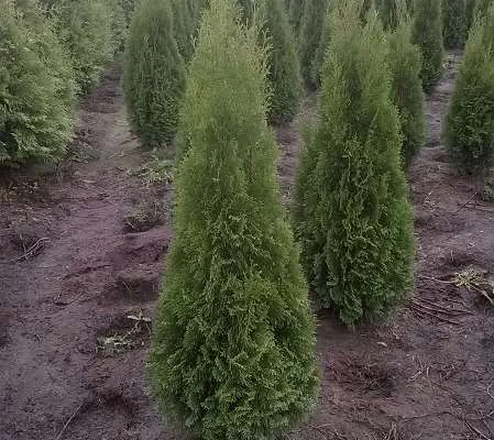 THUJA occidentalis 'Smaragd' - Thuya du Canada , plantes de haie