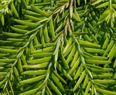 TSUGA canadensis 'Jeddeloh' - Pin ciguë, Sapin du Canada