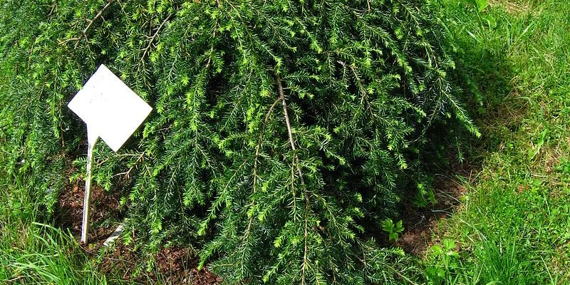 TSUGA canadensis 'Pendula' - Sapin du Canada Pleureur