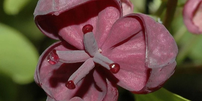 AKEBIA quinata - Akébie à cinq feuilles