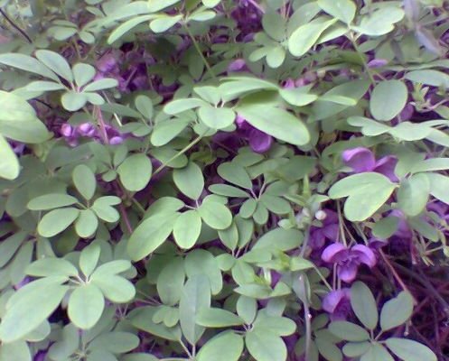 AKEBIA quinata - Akébie à cinq feuilles