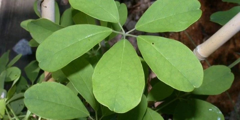 AKEBIA quinata - Akébie à cinq feuilles