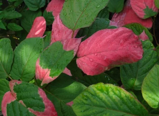 ACTINIDIA kolomikta - Kiwi à feuilles roses