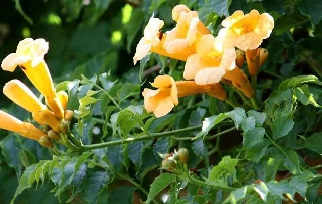 CAMPSIS radicans 'Flava' - Bignone, Trompette de Virginie