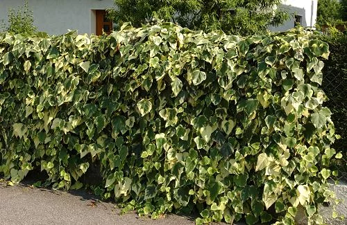 HEDERA algeriensis 'Gloire de Marengo' - Lierre des Canaries 'Gloire de Marengo'