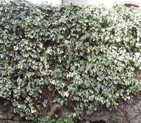 HEDERA algeriensis 'Gloire de Marengo' - Lierre des Canaries 'Gloire de Marengo'