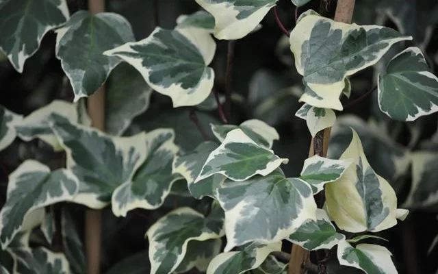 HEDERA algeriensis 'Gloire de Marengo' - Lierre des Canaries 'Gloire de Marengo'