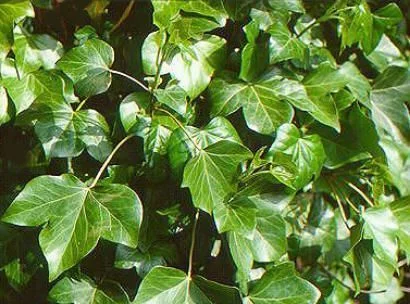 HEDERA hibernica - Lierre d'Irlande