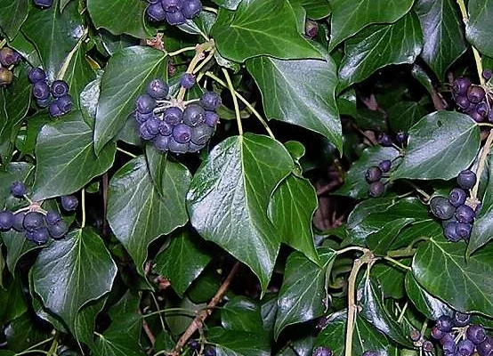 HEDERA hibernica - Lierre d'Irlande