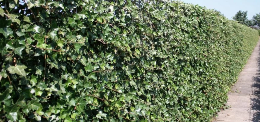 HEDERA hibernica - Lierre d'Irlande