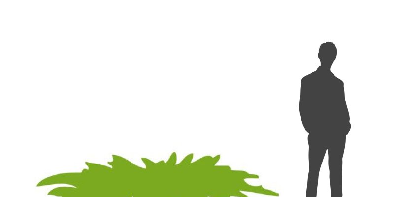 HEDERA hibernica - Lierre d'Irlande