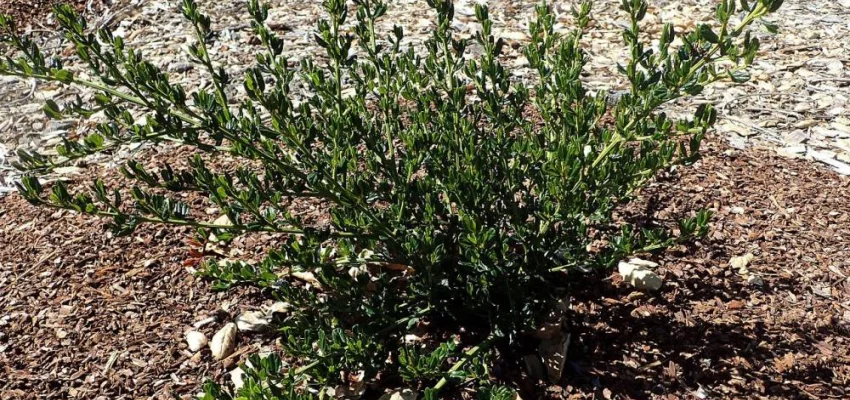 CEANOTHUS thyrsiflorus 'Skylark' - Céanothe, Lilas de Californie