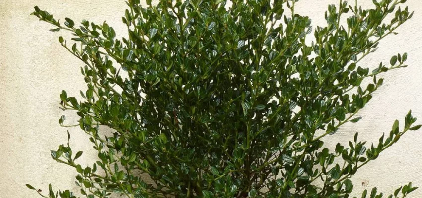 CEANOTHUS thyrsiflorus 'Skylark' - Ceanothe 'Skylark'