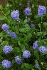 CEANOTHUS thyrsiflorus 'Skylark' - Ceanothe 'Skylark'