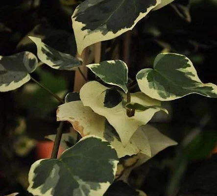 HEDERA colchica 'Dentata Variegata' - Lierre de Colchide Panaché