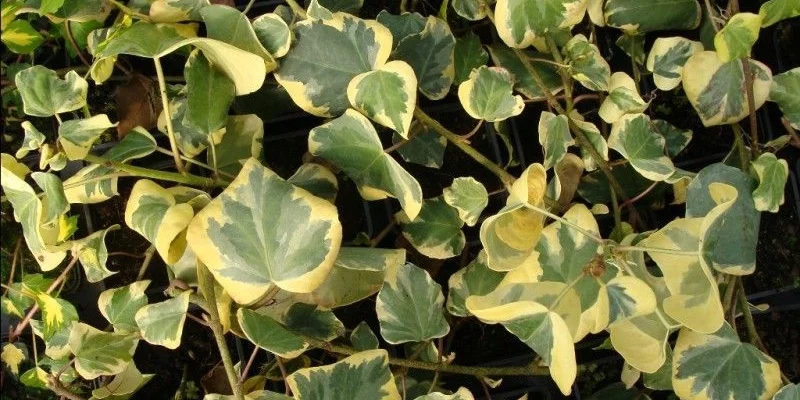 HEDERA colchica 'Dentata Variegata' - Lierre de Colchide Panaché