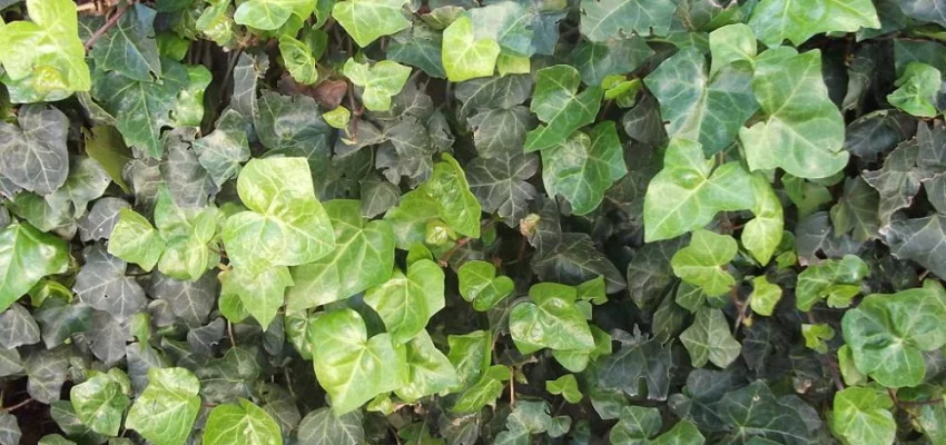 HEDERA helix - Lierre commun