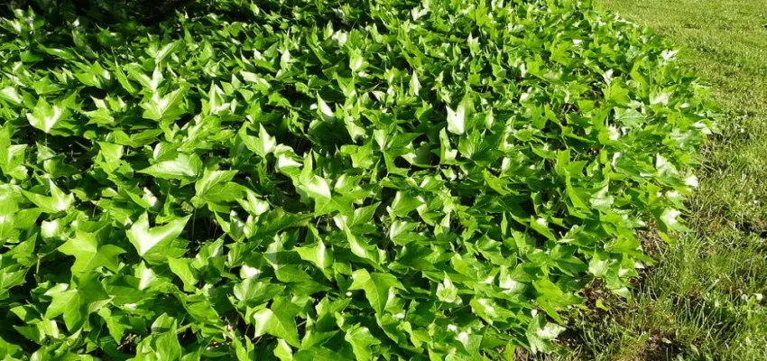 HEDERA helix - Lierre commun