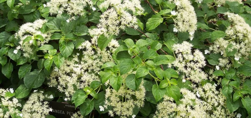 HYDRANGEA petiolaris - Hortensia grimpant