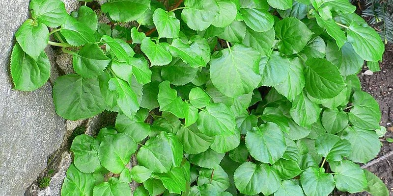 HYDRANGEA petiolaris - Hortensia grimpant