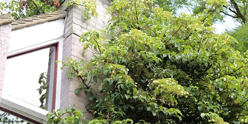 HYDRANGEA petiolaris - Hortensia grimpant